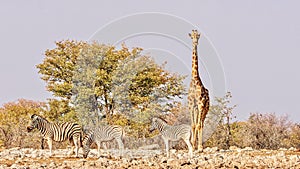 A giraffe stands above a herd of zebra in Namibia.