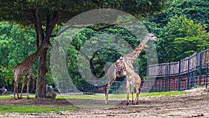 giraffe stands by bushes in sunshine