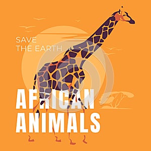 A giraffe stands on an orange background. African wildlife poster.