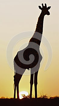 A giraffe stands in the sun, silhouetted against the sky