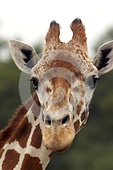 Giraffe Stare