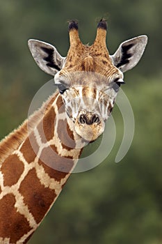 Giraffe Stare