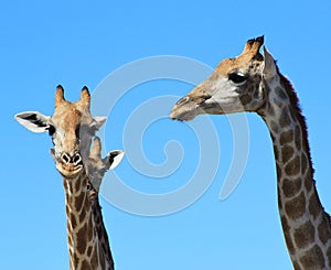 Giraffe Stare - Blue Skies and African Sun