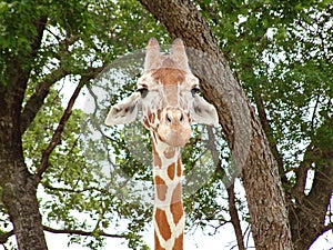 Giraffe Stares into the Soul