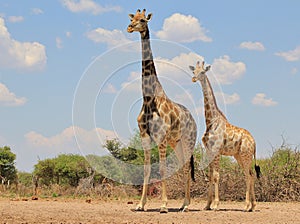 Giraffe - Staring into the beyond