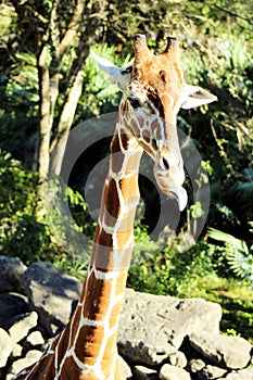 Giraffe Sticking His Tongue Out