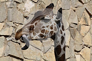 Giraffe sticking his tongue out