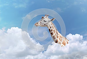 Giraffe Sticking Its Neck Through The Clouds