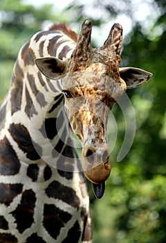 Giraffe sticking its tongue out