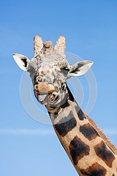 Giraffe sticking out her tongue