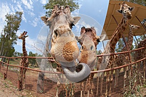 Giraffe sticking out his tongue