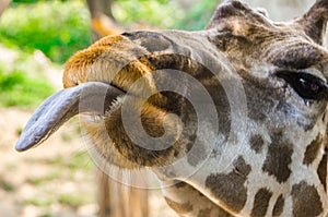 Giraffe sticking out his tongue