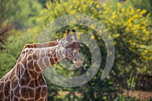 Giraffe sticking out his tongue