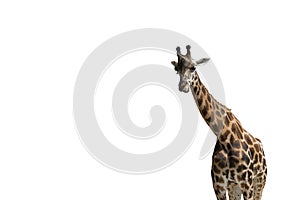 Giraffe sticking out his tongue on a white background