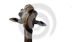 Giraffe sticking out tongue and licking lips