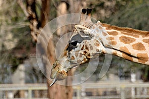 Giraffe sticking out tounge