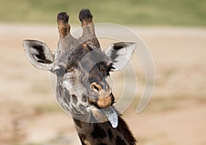 Giraffe sticking it`s tongue out