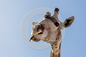 Giraffe sticking it's tongue out, isolated on blue