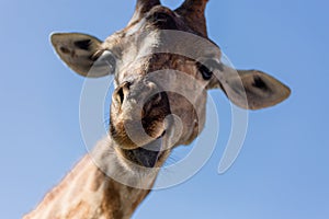 Giraffe sticking it's tongue out, isolated on blue