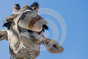 Giraffe sticking it's tongue out, isolated on blue