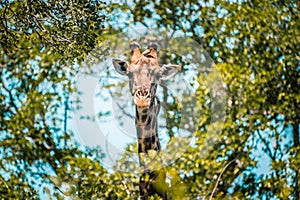 Giraffe sticks its head trough trees and looks into the camera