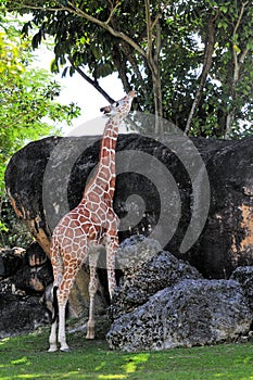 Giraffe stretching