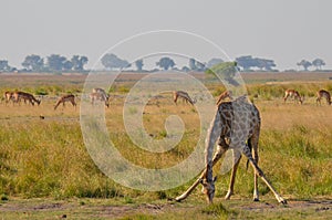 Giraffe stretching down