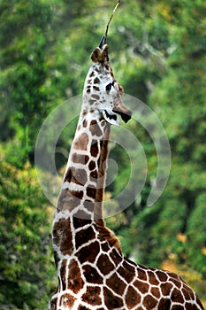 Giraffe stretching for food.