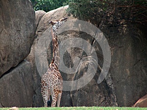 Giraffe Stretching for High Vegetation