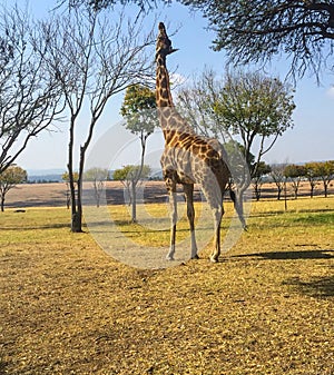 Giraffe stretching its neck