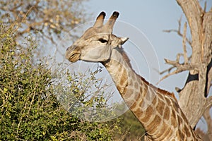 Giraffe stretching its neck to eat the leaves