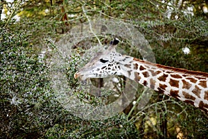 Giraffe stretching its neck to eat