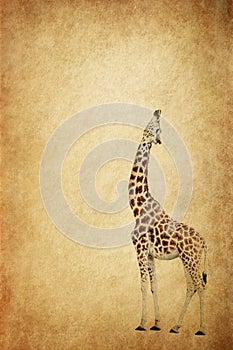 Giraffe Stretching Up