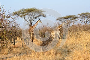 Giraffe strolling through the African bush