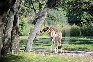 Giraffe in the spotlight among trees