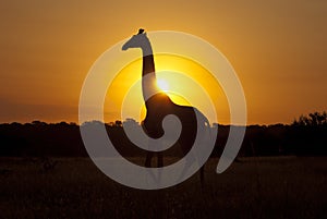 Giraffe at sunrise