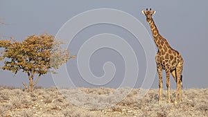 Giraffe at sunrise in the Etosha National Park in Namibia.