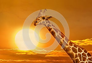 Giraffe at sunset background. African amazing sunset
