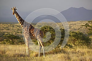 Giraffe in sunset light at Lewa Conservancy, Kenya, Africa