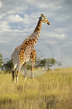 Giraffe in sunset light at Lewa Conservancy, Kenya, Africa