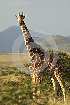 Giraffe in sunset light at Lewa Conservancy, Kenya, Africa