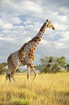 Giraffe in sunset light at Lewa Conservancy, Kenya, Africa