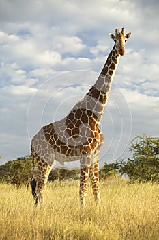 Giraffe in sunset light at Lewa Conservancy, Kenya, Africa photo