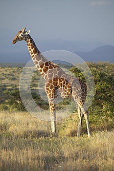 Giraffe in sunset light at Lewa Conservancy, Kenya, Africa