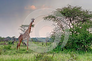 Giraffe in sunset savanna