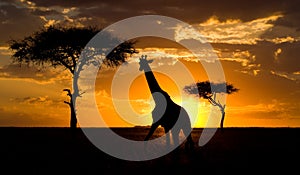 Giraffe at sunset in the savannah. Kenya. Tanzania. East Africa.