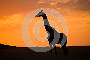 Giraffe at sunset in the savannah. Kenya. Tanzania. East Africa.