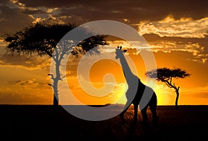 Giraffe at sunset in the savannah. Kenya. Tanzania. East Africa.