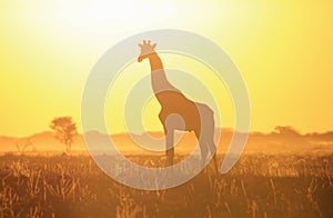 Giraffe Sunset Silhouette and Yellow Light - Wildlife Background and Beauty from the wilds of Africa.