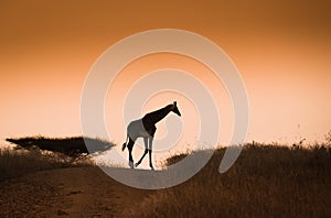 Giraffe on the sunset sky background